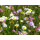 Blumenwiese "Niedrigwachsende Mischung"